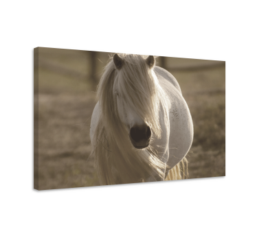Quadro con animali Cavallo dalla faccia bianca - TenStickers
