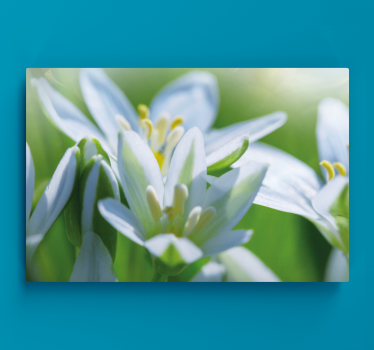 Quadro fiori Prato di magnifici bucaneve - TenStickers