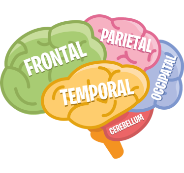Adesivo murale scienza anatomia del cervello - TenStickers
