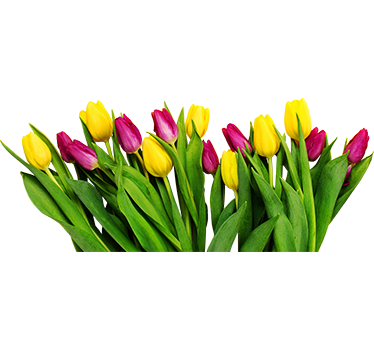 Pellicola vetro fiori tulipani - TenStickers