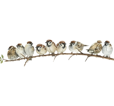 Adesivi animali per bambini uccelli su ramo - TenStickers