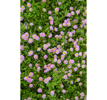 Adesivo fiore fiori polacchi - TenStickers
