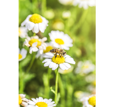Adesivo per frigo scena di impollinazione delle api - TenStickers