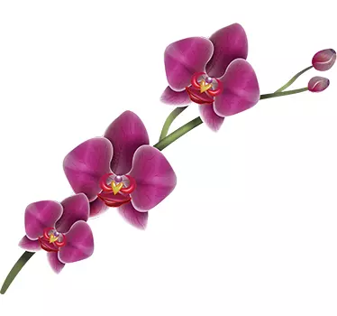 Adesivo decorazione floreale - TenStickers