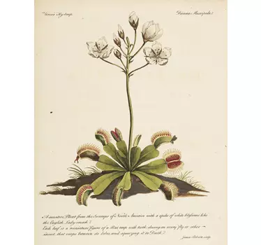 Adesivo fiore antica botanica - TenStickers