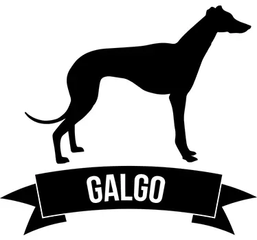Adesivo galgo spagnolo - TenStickers