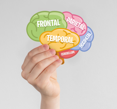 Adesivo murale scienza anatomia del cervello - TenStickers
