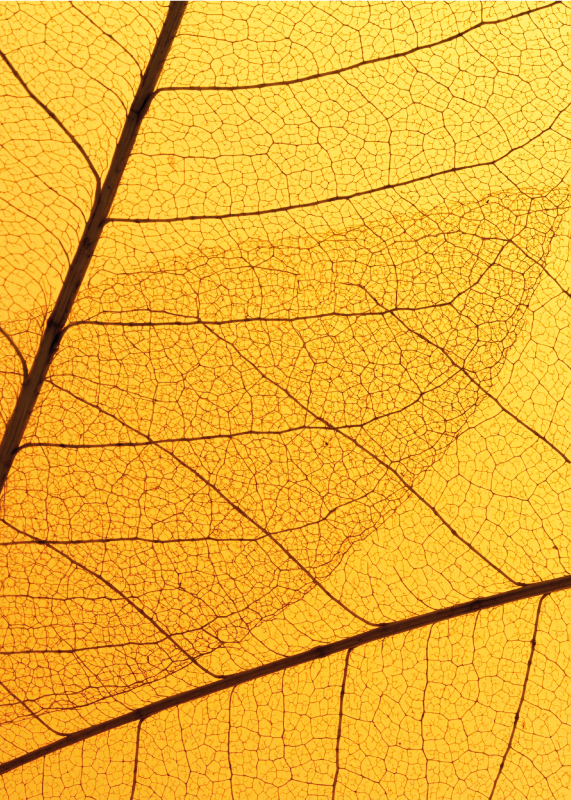 Tappeto vinile giallo disegno di foglie botaniche - TenStickers