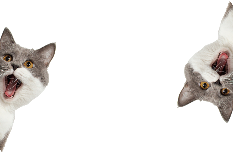 Tappeto vinile animali gatto che spia su sfondo bianco - TenStickers
