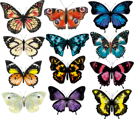 Tappeto vinile animali illustrazione farfalle - TenStickers