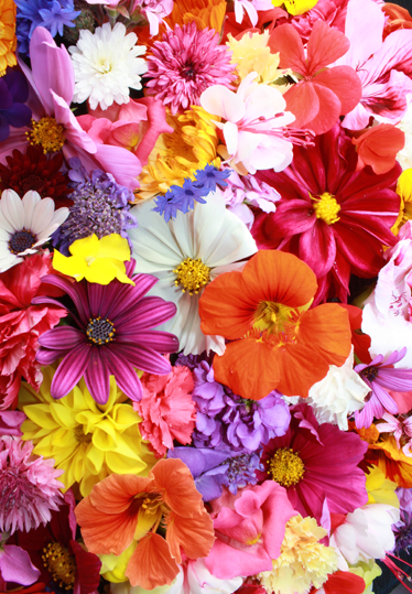 Tappeto vinile fiori tanti fiori colorati - TenStickers