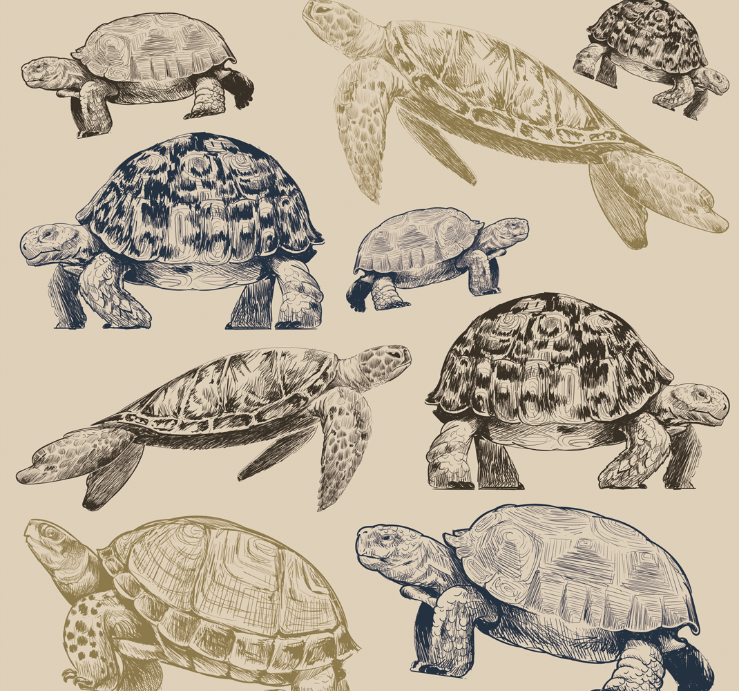 Tappeto vinile animali tartarughe su sfondo beige - TenStickers