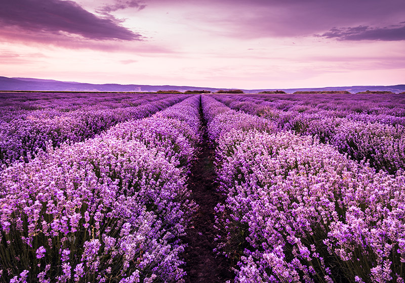 Tappeto vinile viola fotomurale fiori lavanda - TenStickers