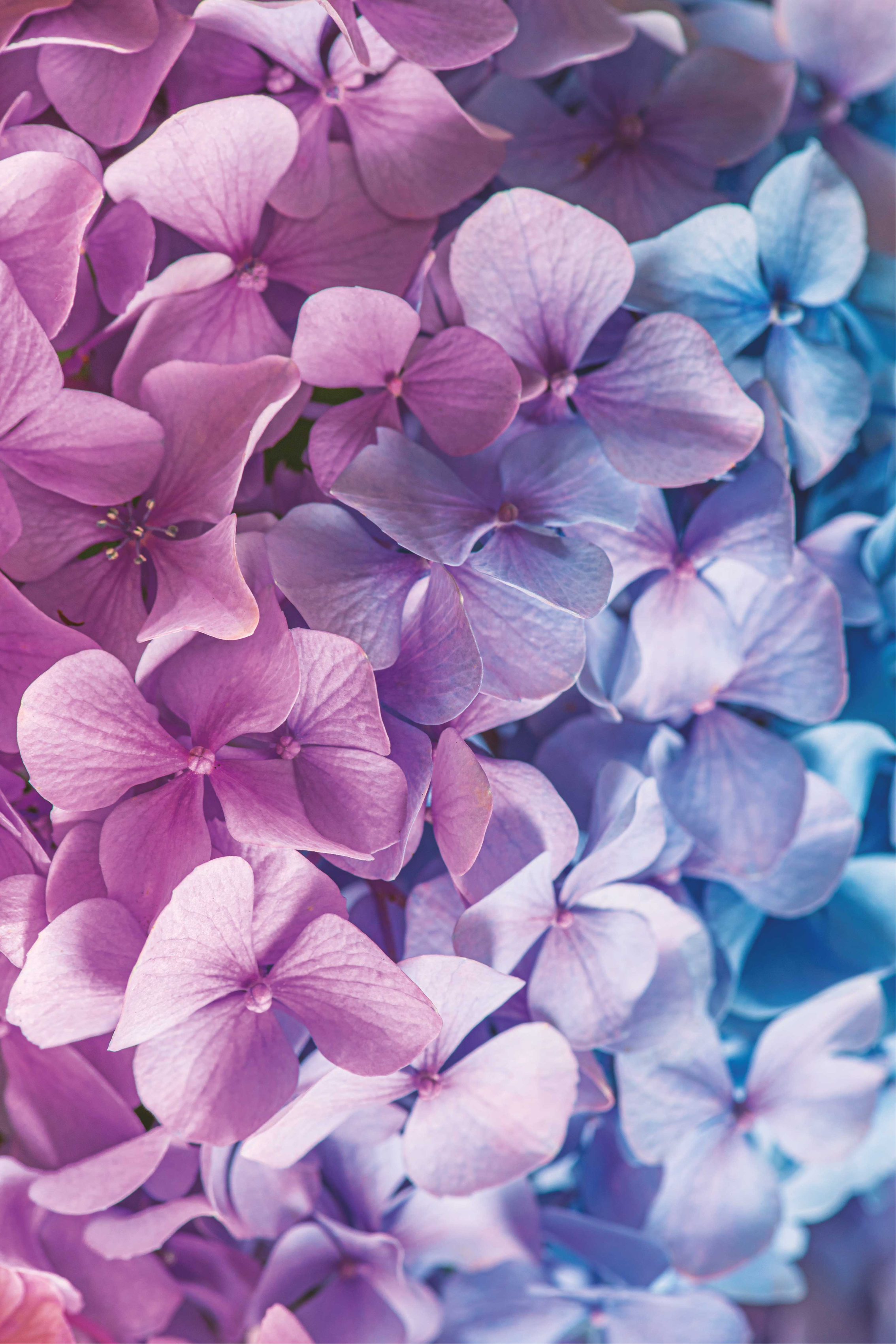 Tappeto vinile viola con molteplici fiori di ortensia - TenStickers