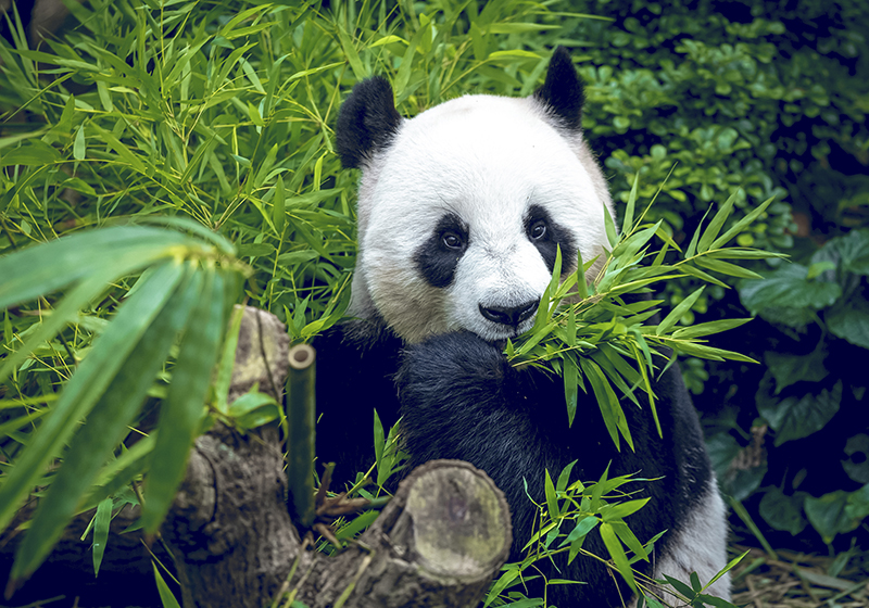 Tappeto vinile verde panda carino - TenStickers