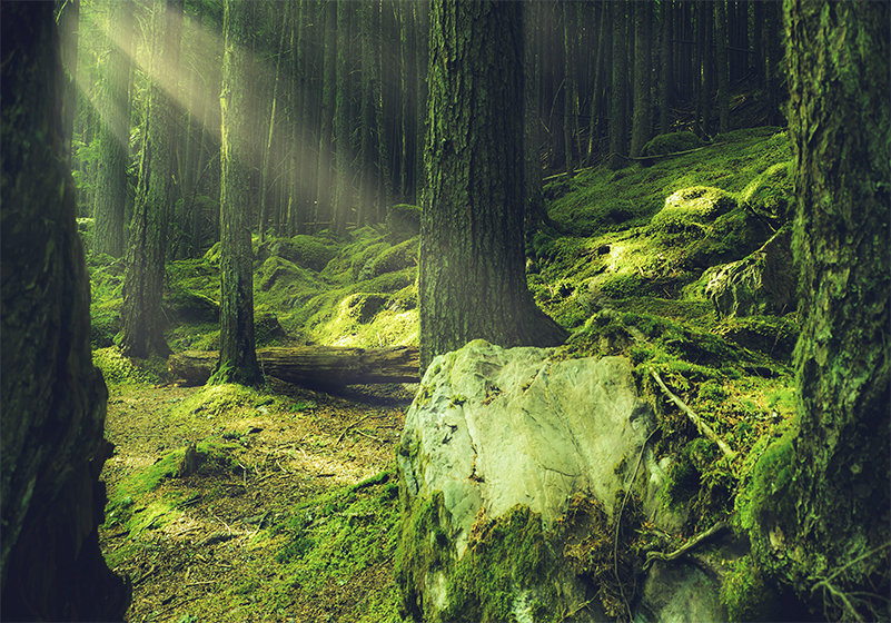 Tappeto vinile verde rocce con muschio nel bosco - TenStickers
