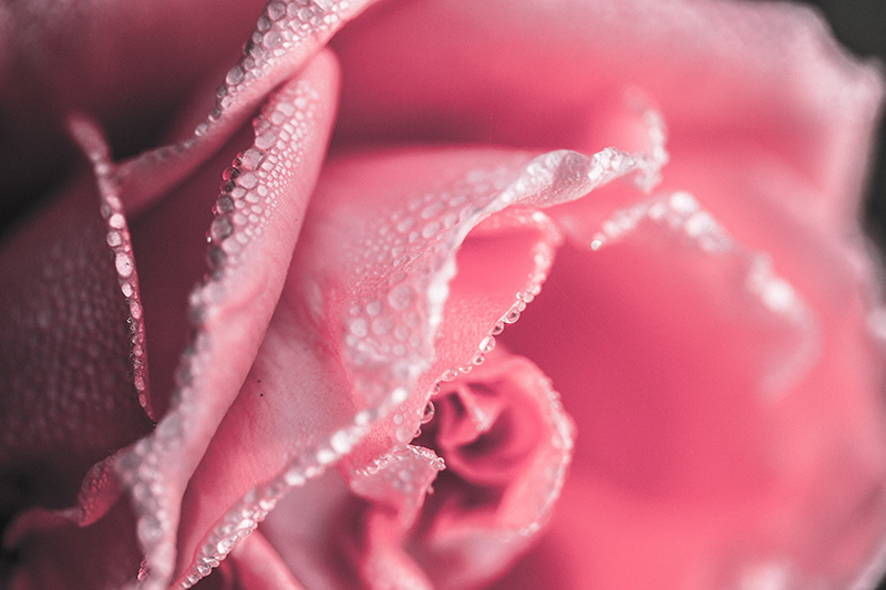 Tappeto vinile fiori petali di rosa rugiadosi - TenStickers