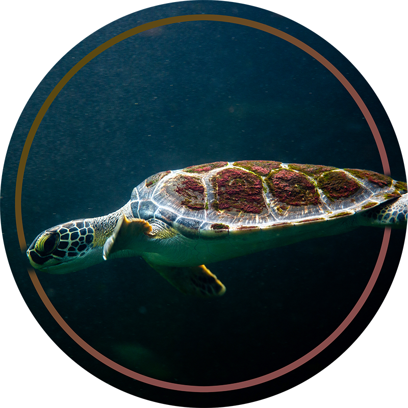Tappeto vinile animali cerchio della tartaruga marina - TenStickers