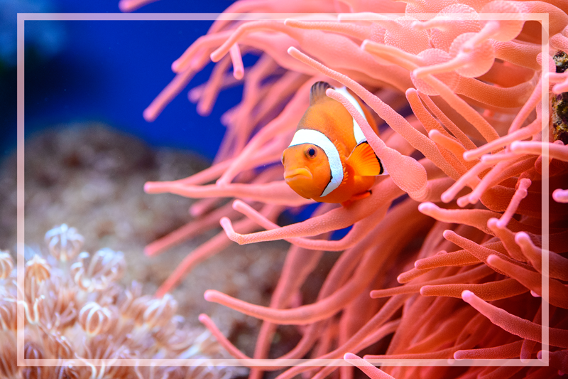 Tappeto vinile animali scena corallina sottomarina - TenStickers