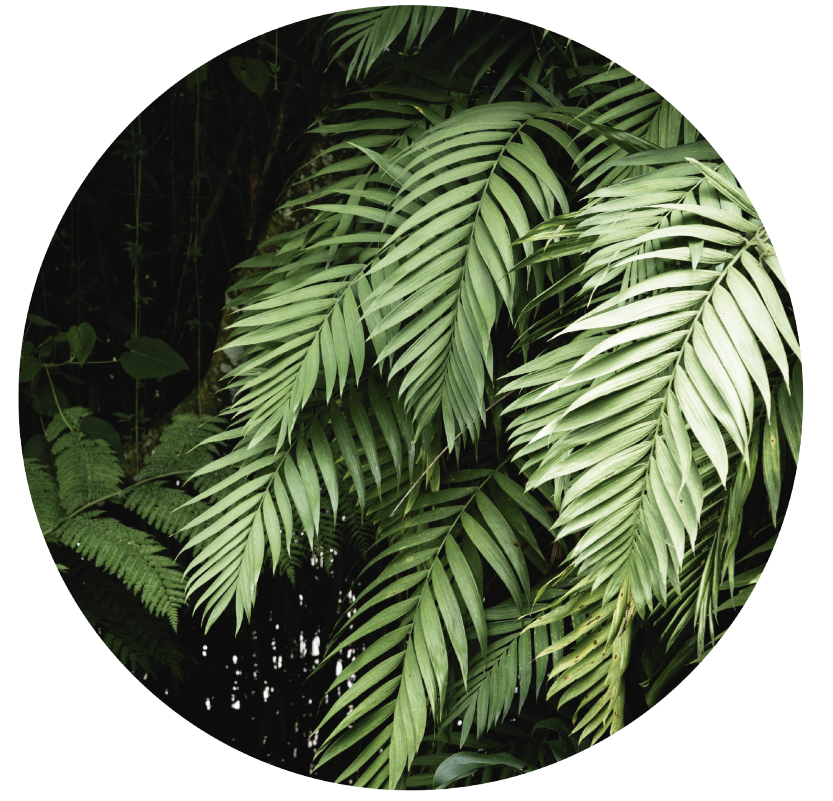 Tappeto vinile fiori cerchio di fogliame tropicale - TenStickers