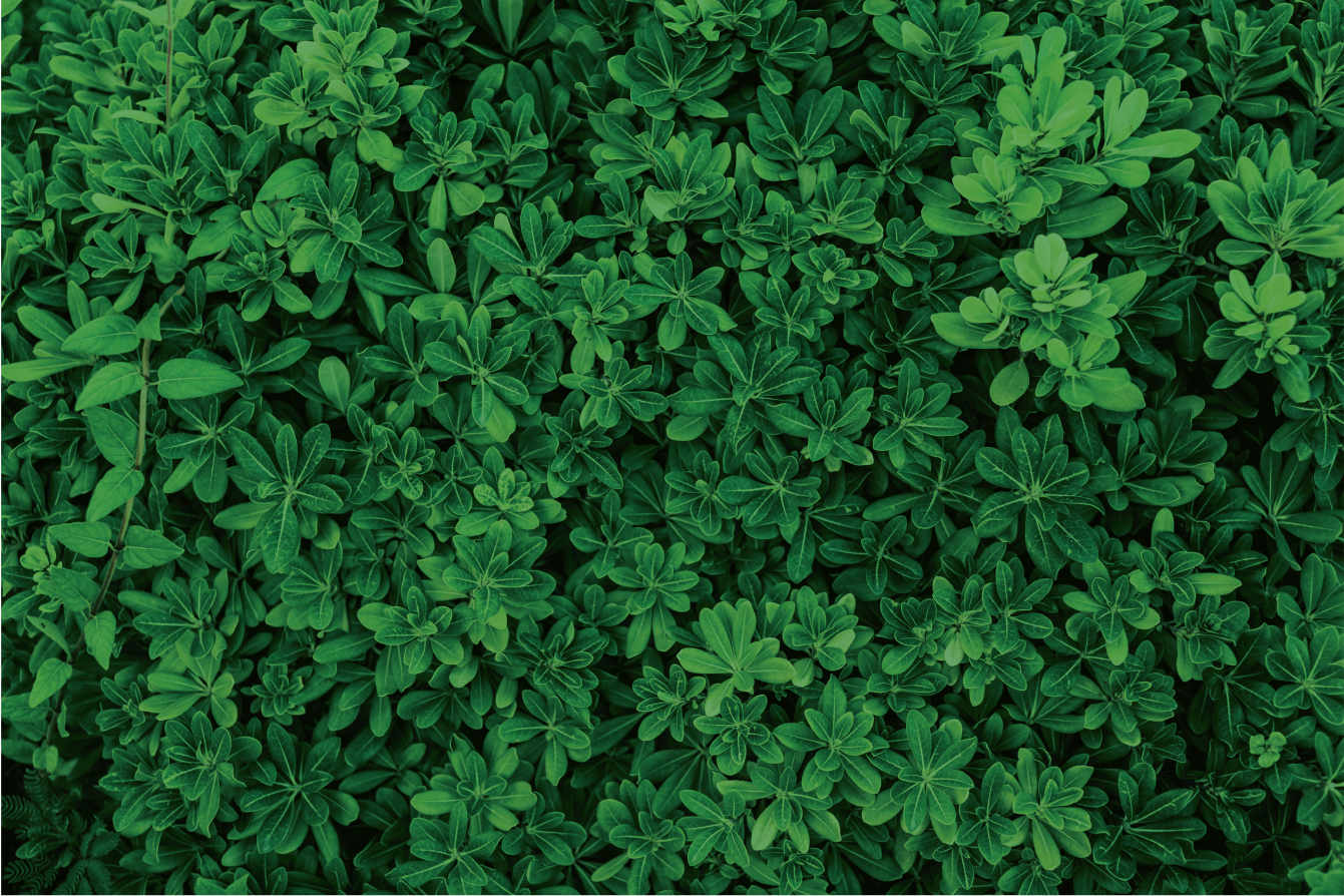 Tappeto vinile fiori modello di trifoglio botanico - TenStickers