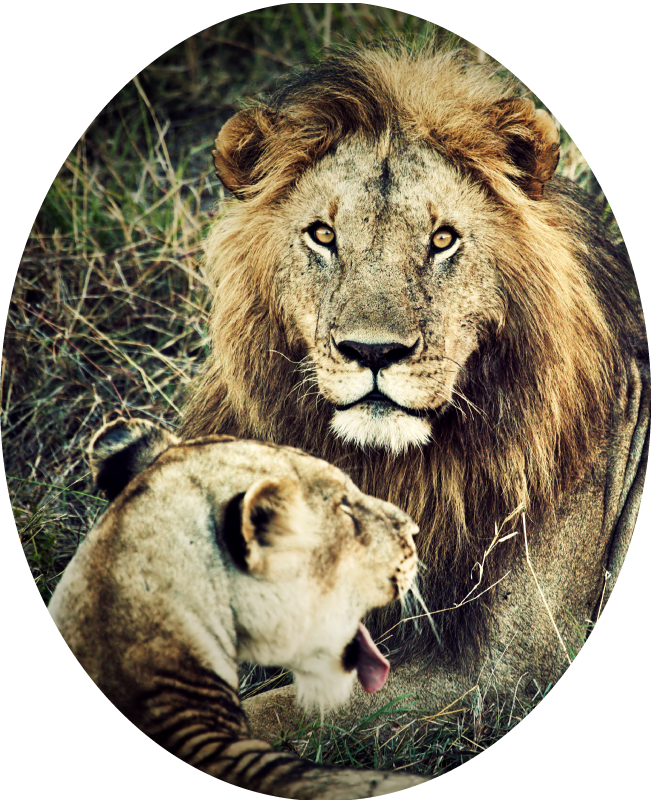 Tappeto vinile animali maestosa coppia di leoni - TenStickers