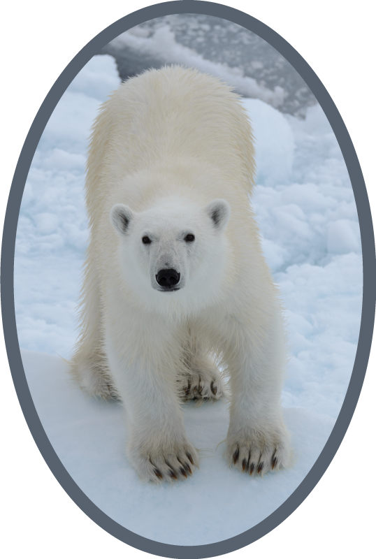 Tappeto vinile animali immagine di orso polare - TenStickers