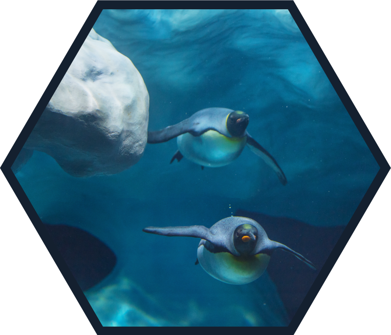 Tappeto vinile animali scena di nuoto del pinguino - TenStickers
