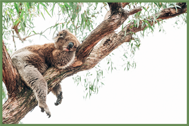 Tappeto vinile animali scena dell'albero del koala - TenStickers