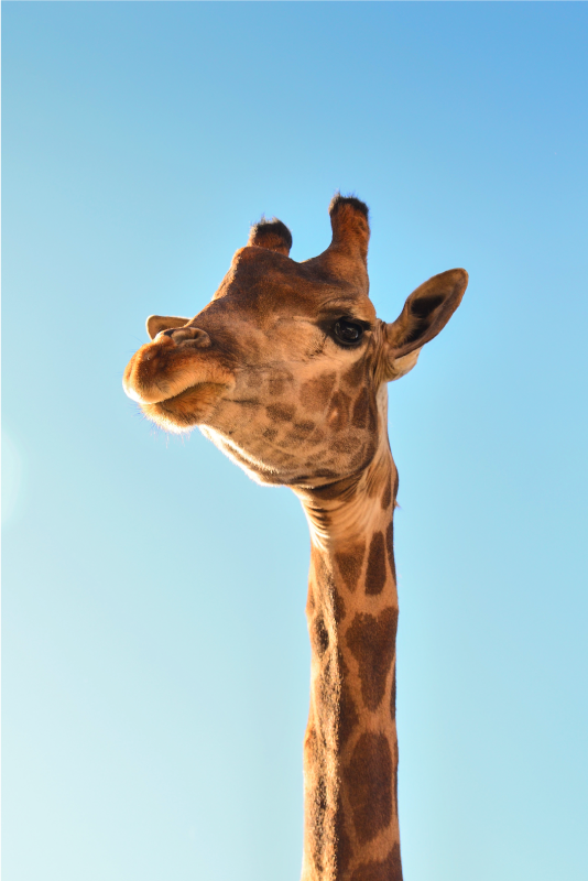 Tappeto vinile animali primo piano della giraffa - TenStickers