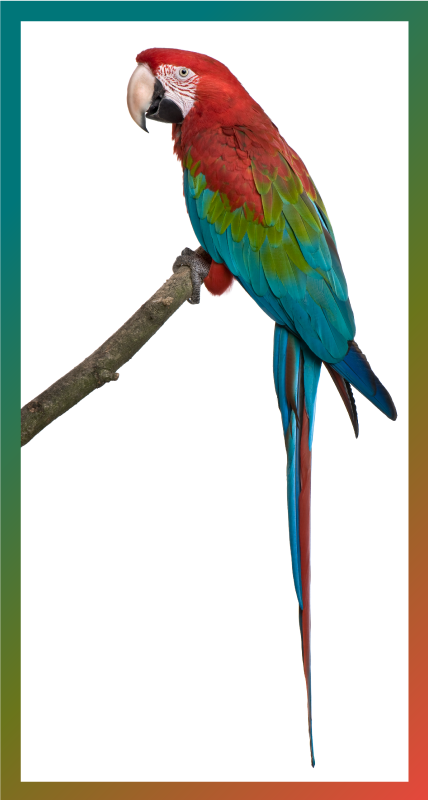 Tappeto vinile animali ara colorata - TenStickers