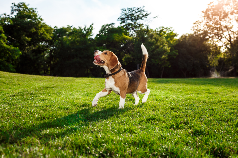 Tappeto vinile animali beagle felice che corre - TenStickers
