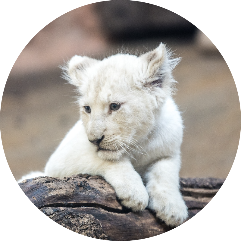Tappeto vinile animali cucciolo di leone bianco - TenStickers