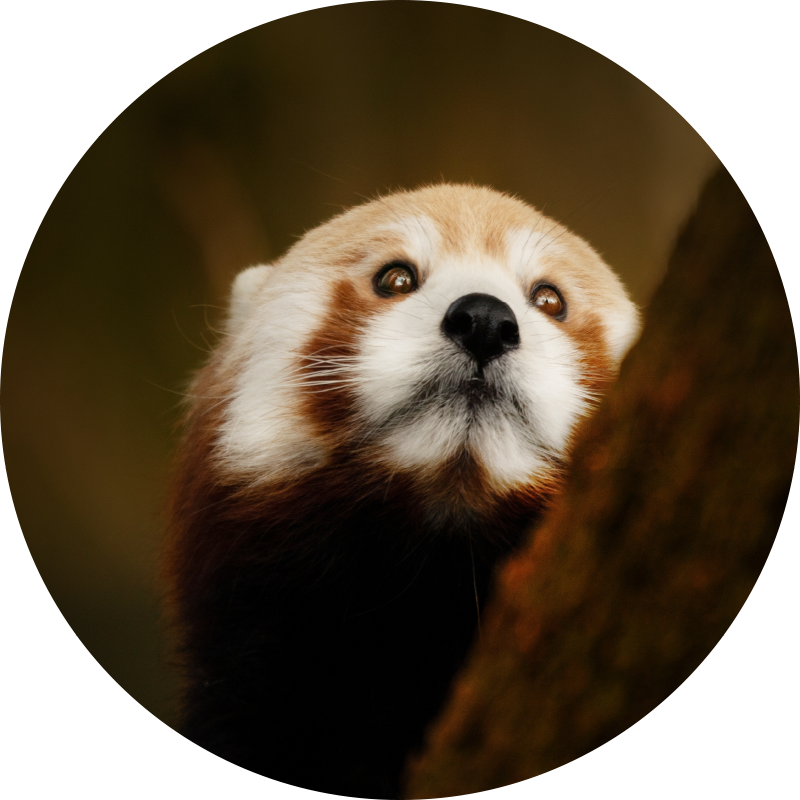 Tappeto vinile animali ritratto di volpe rossa - TenStickers