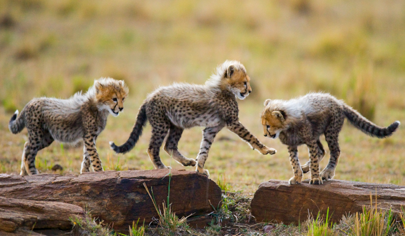 Tappeto vinile animali avventura dei cuccioli di ghepardo - TenStickers