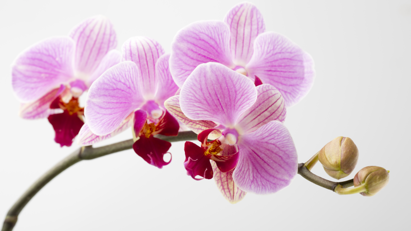 Tappeto vinile fiori disegno di orchidea rosa - TenStickers