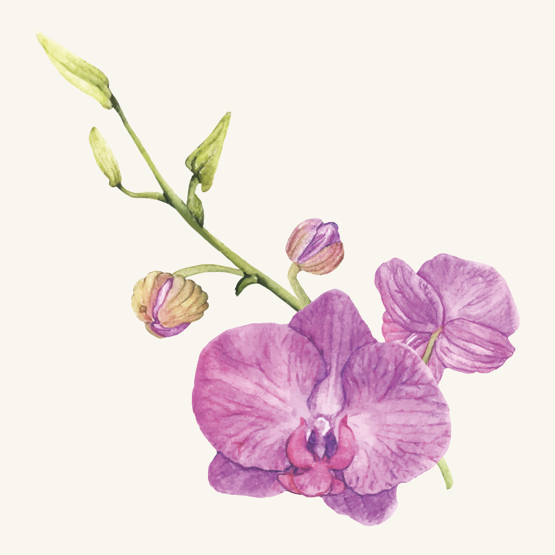 Tappeto vinile fiori fiori di orchidea lilla - TenStickers
