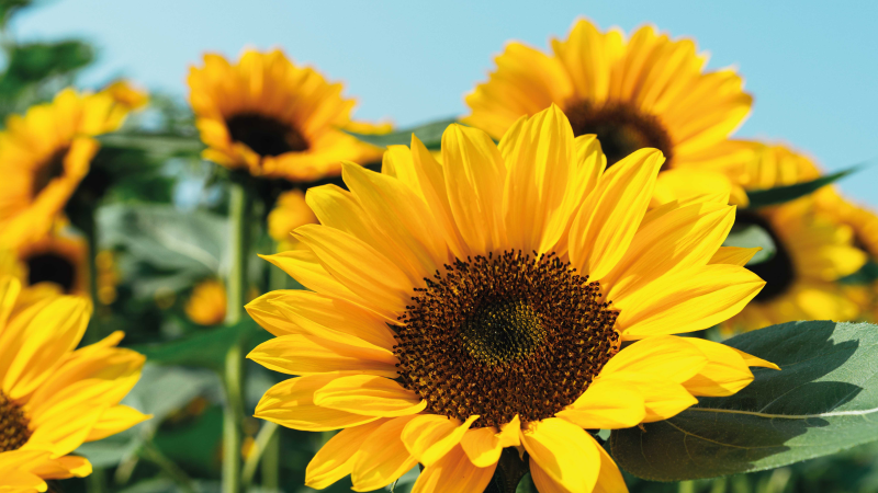 Tappeto vinile fiori disegno di girasole luminoso - TenStickers