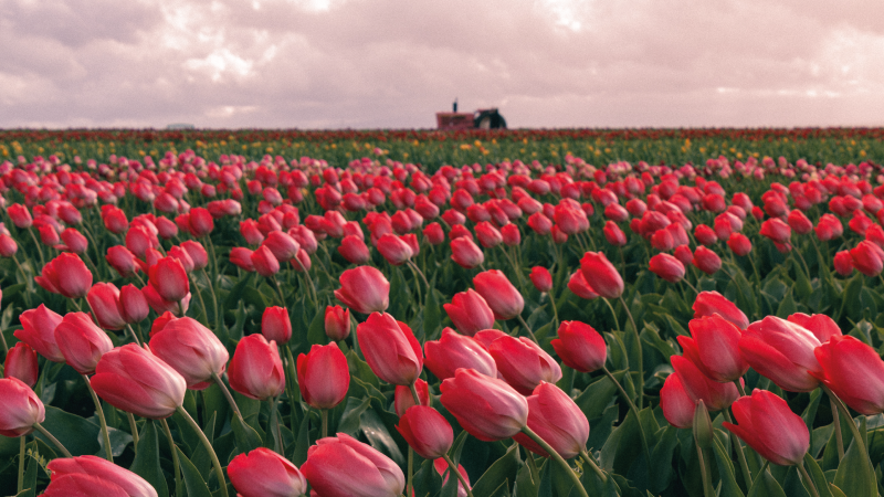 Tappeto vinile natura campo di tulipani vibrante - TenStickers