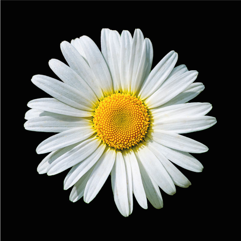 Tappeto vinile fiori fiore di margherita - TenStickers