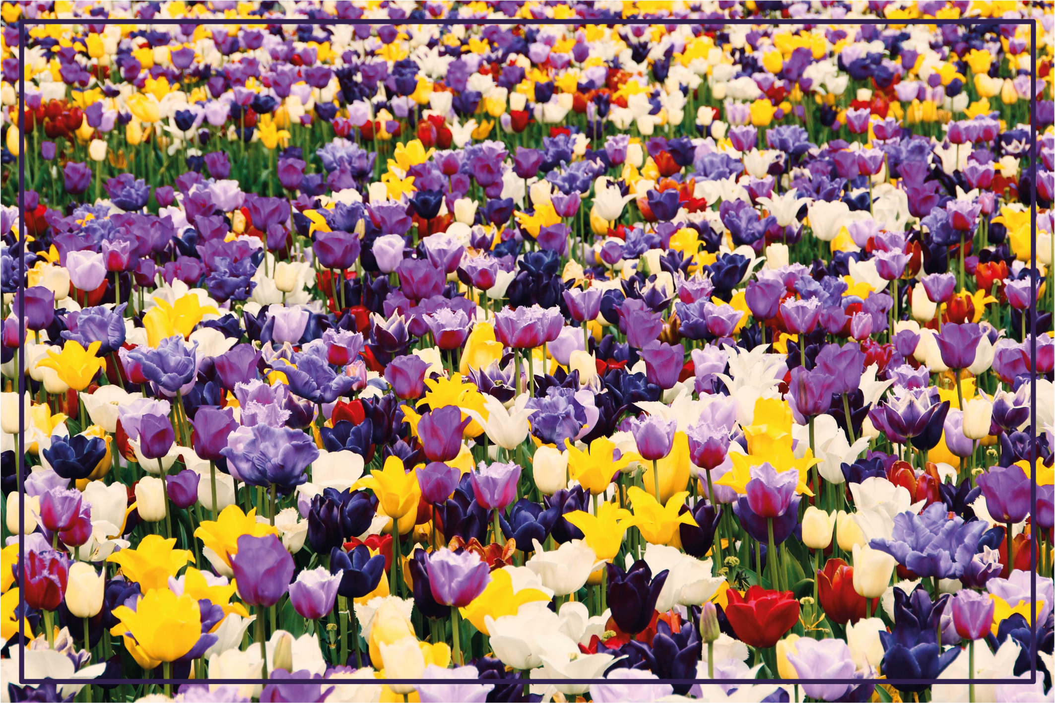 Tappeto vinile fiori esplosione realistica colorata - TenStickers