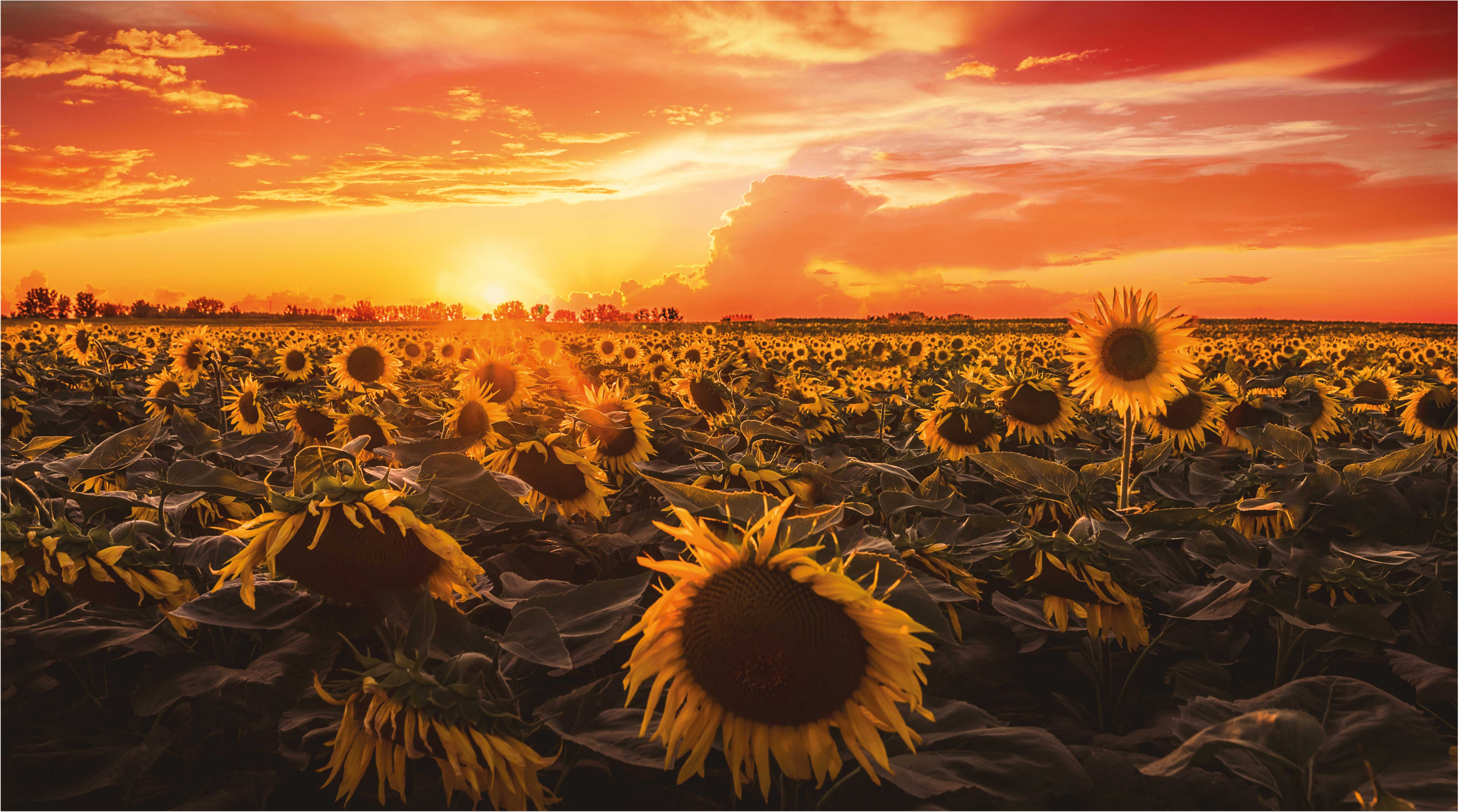 Tappeto vinile fiori scena di tramonto di girasole - TenStickers