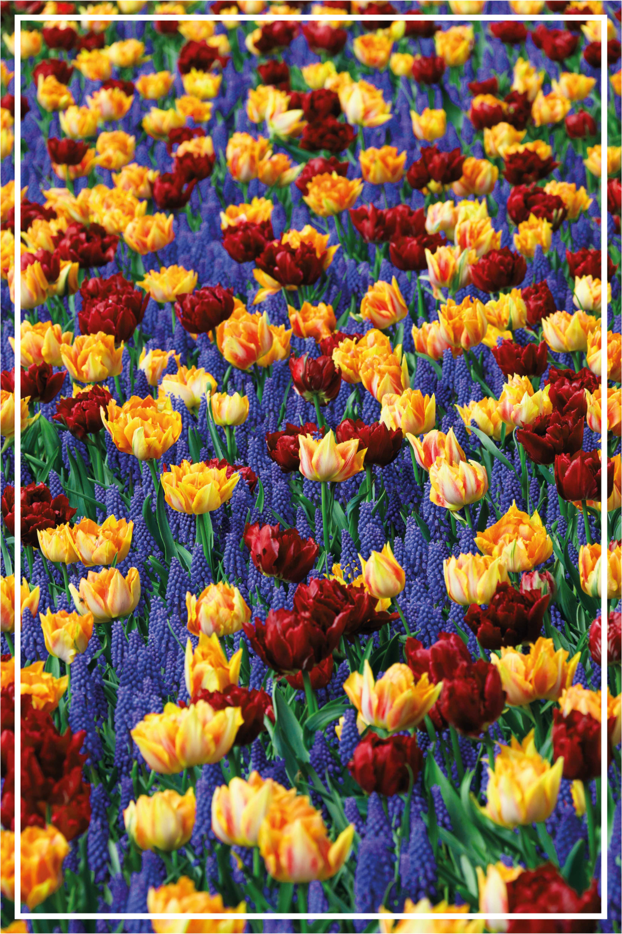 Tappeto vinile fiori progettazione del giardino dei tulipani - TenStickers