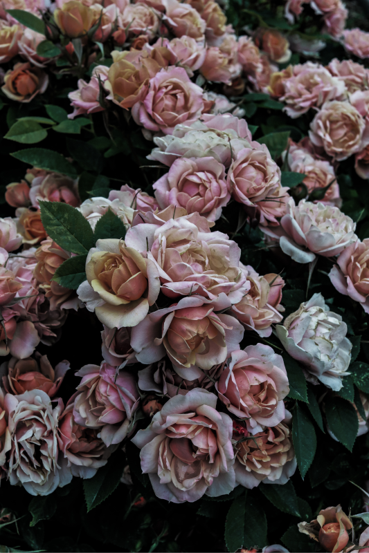 Tappeto vinile fiori elegante esposizione floreale - TenStickers