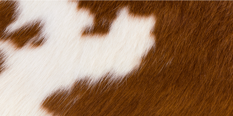 Tappeto vinile stampa animale illustrazione mucche - TenStickers