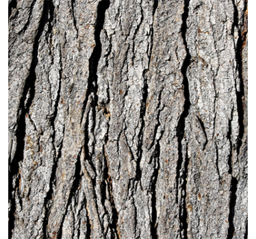 Carta da parati effetto legno motivo tronco realistico - TenStickers