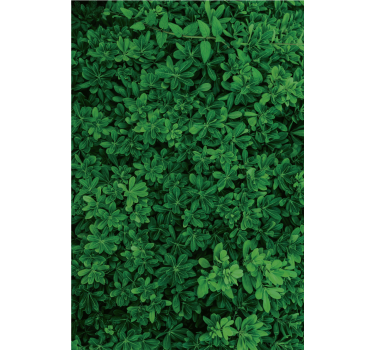 Carta da parati natura verde profondo - TenStickers