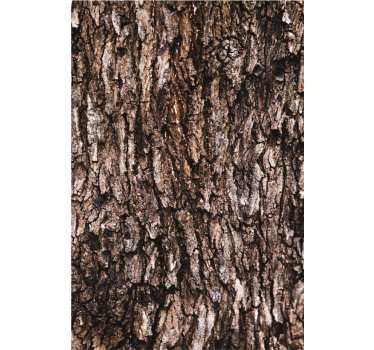 Carta da parati texture superficie corteccia - TenStickers