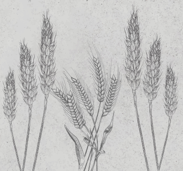 Carta da parati rustica eleganti steli di grano - TenStickers